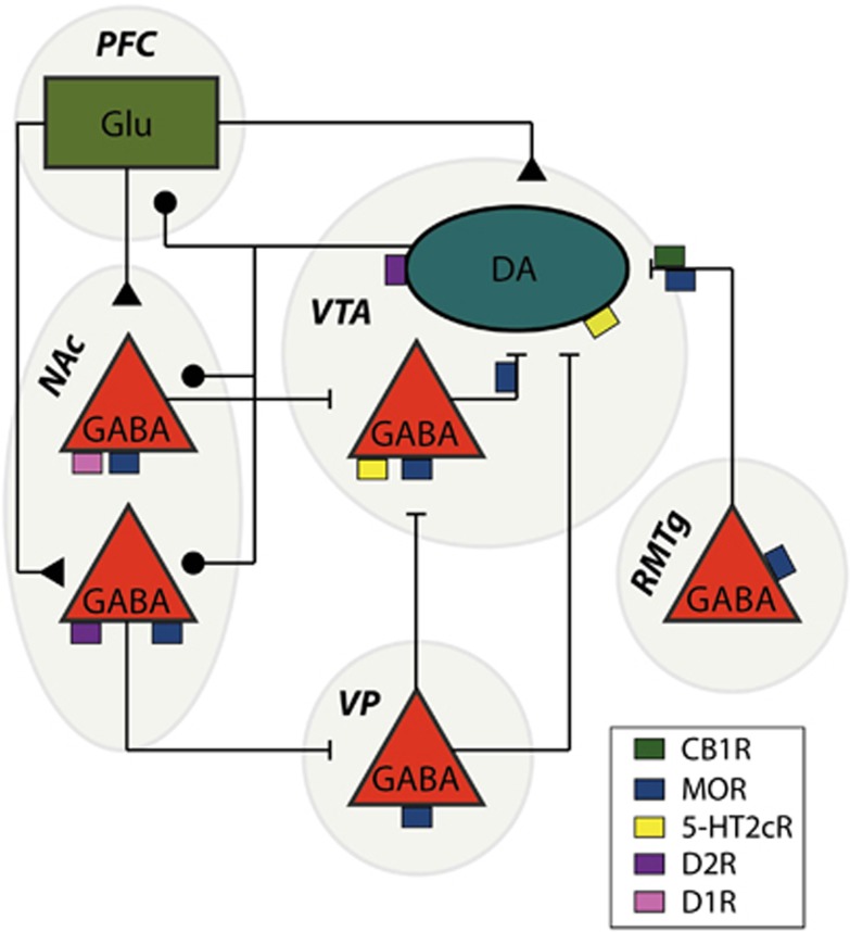 Schematic representation of the main connections of the midbrain dopamine neurons and their control by several key GPCRs. VTA dopamine neurons receive GABAergic inhibition from local GABA neurons, as well as GABA neurons from the rostromedial tegmental nucleus (RMTg). Medium spiny neurons in the NAc receive dopaminergic input from the VTA and project back either monosynaptically (direct pathway) or disynaptically through the ventral pallidum (VP; indirect pathway). The prefrontal cortex (PFC) provides an important glutamatergic (Glu) input to both the medium spiny neurons in the NAc and to neurons in the VTA, while also receiving dopaminergic input itself. Cannabinoid 1 (CB1), dopamine 1 (D1) and 2 (D2), serotonin 2 C (HTR2C) and mu-opioid receptors (MORs) impinge on this network at various levels.
