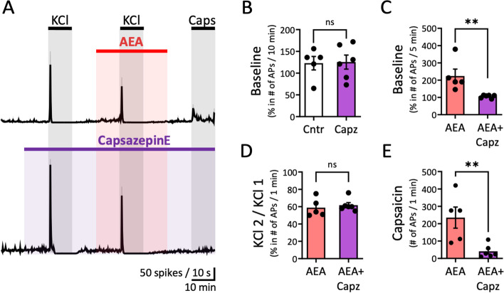 AEA analgesia and its interaction with TRPV1 receptors. A Time courses of spike frequency (10-s bin size) induced by APs recorded from the peripheral part of trigeminal nerve innervating rat meninges within the 1-min active phase of the 2nd KCl pulse in combination with 10 µM AEA or with the co-application of 10 µM AEA and 20 µM capsazepine. Note the non-significant changes in nociceptive firing during applications of 10 µM AEA and the combination of 10 µM AEA and 20 µM capsazepine. Notably, capsaicin-induced firing decreased during the combined application of 10 µM AEA and 20 µM capsazepine. B No difference was observed between the APs ratio before and during 10 min capsazepine comparing to the Aps ratio of the same tine windows in the control condition. C The ratio of APs (before/during application of exogenous AEA, N = 5) for the 5-min baseline returned to the control baseline level in presence of capsazepine (N = 6, Mann Whitney U test, ** = 0.004). D The percentage between the number of APs induced by the 1st and 2nd KCl pulse for the 1-min within AEA was not affected by the application of both 10 µM AEA and 20 µM capsazepine. E The number of APs during the 1-min active phase of 1 µM Capsaicin when also AEA was applied (N=5) was reduced after application of both 10 µM AEA and 20 µM capsazepine (N = 6, Mann Whitney U test, ** = 0.008)