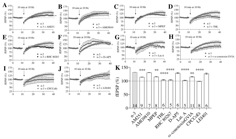 MPP-LTP in omega-3 (n-3) mice is mediated by CB1, group I mGluRs, and 2-AG. Hippocampal slices were obtained from n = 14 mice. (A–J) Effects of pharmacological inhibitors on MPP-LTP in n-3 mice, shown with black triangles: (A) AM251 (4 µM): paired t-test, ** p < 0.01 vs. baseline. (B) AMG9810 (3 µM): Wilcoxon test, * p < 0.05 vs. baseline. (C) MPEP (10 µM): paired t-test, * p < 0.05 vs. baseline. (D) THL (10 µM): paired t-test, p > 0.05 vs. baseline. (E) RHC 80,287 (100 µM): paired t-test, p > 0.05 vs. baseline. (F) D-AP5 (50 µM): Wilcoxon test, * p < 0.05 vs. baseline. (G) LAT-A (500 µM): paired t-test, p > 0.05 vs. baseline. (H) ω-Conotoxin GVIA (1 µM): paired t-test, p > 0.05 vs. baseline. (I) CPCCoEt (50 µM): paired t-test, p > 0.05 vs. baseline. (J) LEI401 (10 µM): Wilcoxon test, p > 0.05 vs. baseline. (K) Summary bar graph displaying results for: n-3, n-3 + AM251 (4 µM), n-3 + AMG9810 (3 µM), n-3 + MPEP (10 µM), n-3 + THL (10 µM), n-3 + RHC 80,287 (100 µM), n-3 + D-AP5 (50 µM), n-3 + LAT-A (500 µM), n-3 + ω-Conotoxin GVIA (1 µM), n-3 + CPCCoEt (50 µM), and n-3 + LEI401 (10 µM). Numbers within the bars indicate individual experiments; data are expressed as mean ± SEM. Statistical analysis: Dunn’s test; ** p < 0.01, *** p < 0.001, **** p < 0.0001.
