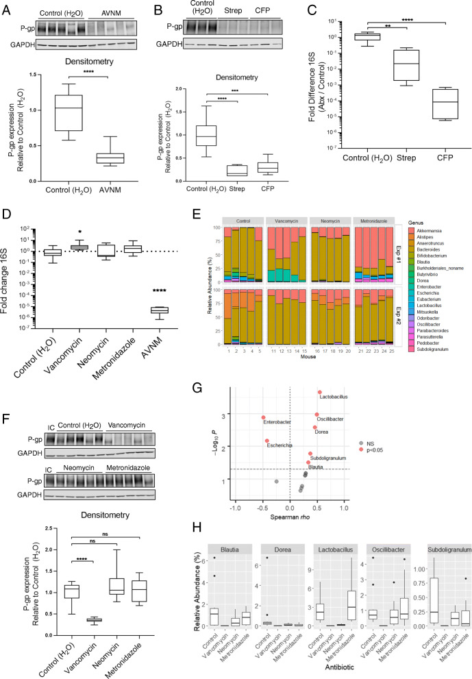 Vancomycin-sensitive gut microbiota is required for colonic P-gp expression. A, D WT SPF mice were treated with AVNM for 10 days. Representative western blot of P-gp protein expression in colonic tissue is shown, each lane representing a replicate mouse within each group. N = 10 mice per group; ****p < 0.0001, unpaired t test. B, C WT SPF mice were treated with streptomycin (Strep) or cefoperazone (CFP) for 7 days. B P-gp protein expression was measured as in A. Representative western blot is shown, each lane representing a replicate mouse within each group. N = 6 mice per group; ***p = 0.0003, ****p < 0.0001, one-way ANOVA with Dunnett’s multiple comparisons test. C Fold difference changes in relative amount of 16S DNA in feces collected from mice on the last day of antibiotic treatment are shown. Data are pooled from two independent experiments, N = 6 per group ****p < 0.0001, **p = 0.0028 one-way ANOVA with Dunnett’s multiple comparisons test, statistical test for both based on ΔΔCt values. D Fold difference in relative amount of 16S DNA in feces collected from mice on day 10 of antibiotic delivery (A, E–H), relative to control. Data are pooled from two independent experiments, N = 10 mice per group. *p = 0.0178, ****p < 0.0001, one-way ANOVA with Dunnett’s multiple comparisons test, based on ΔΔ Ct values. D–H WT SPF mice were treated with vancomycin, neomycin, metronidazole, or AVNM for 10 days. E Relative abundance of bacterial genera in mouse fecal microbiota. Representative plot from each of two independent experiments is shown. N = 5 per group, per experiment. F P-gp protein expression was measured as in (A, B). An internal control (“IC”) lysate was included across multiple blots for normalization. Representative western blot is shown, each lane representing a replicate mouse within each group. N = 10 mice per group; ****p < 0.0001, ns p > 0.05, one-way ANOVA with Dunnett’s multiple comparisons test. A, B, F Densitometry data describe samples pooled from two independent experiments. G Bacterial genera positively or negatively correlated with colonic P-gp expression by Spearman correlation test of sequencing data from experiments performed in Fig. 1, significance indicated by p < 0.05. H Relative abundance of bacterial genera positively correlated with colonic P-gp expression shown in G