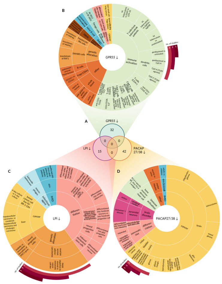 Perturbations leading to downregulation of GPR55 and its endogenous agonists. (A) Venn diagram demonstrating the number of experimental conditions characterized by decreased GPR55 signaling capacity. Upper circle represents perturbations leading to significant GPR55 downregulation. Bottom circles represent conditions favoring either LPI (left) or PACAP27/38 (right) depletion. (B) Ring chart depicting perturbations yielding decrease in GPR55 expression. Inner ring represents class of the stimulus. Middle ring depicts tissue or cell type where the downregulation occurred. Outer ring provides the details on stimulus leading to GPR55 downregulation. Control conditions are omitted for vehicle, untreated, healthy, baseline, and normal controls. (C) Ring chart depicting perturbations favoring LPI depletion. (D) Ring chart depicting perturbations that favor PACAP27/38 depletion. Ag85A, antigen of Mycobacterium tuberculosis; Ag85B, antigen of M. tuberculosis; CFP-10, antigen of M. tuberculosis; CpG A, type of short synthetic single-stranded DNA molecules containing unmethylated CpG dinucleotides; ESAT-6, antigen of M. tuberculosis; Farage, human non-Hodgkin’s B cell lymphoma line; gardiquimod, agonist of TLR7; HGF, hepatocyte growth factor; HNF4A, hepatocyte nuclear factor 4 alpha; HPAC, human pancreatic adenocarcinoma cell line; IMID, immune-mediated inflammatory disease; PBMC, peripheral blood mononuclear cell; pDCs, plasmacytoid dendritic cells; TLR7, Toll-like receptor 7; *, vs. anti-CD3/28; ‡, vs. into touch and cold sensory neurons.