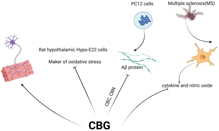 The neuroprotective effects of CBG. CBG treatment improved motor function and reduced a marker of oxidative stress in the hypothalamus. In combination with CBC and CBN, CBG significantly mitigated the toxic effects of Aβ protein in PC12 cells. Furthermore, CBG decreased cytokine and nitric oxide production associated with MS.