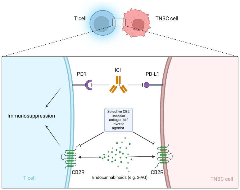 Selective CB2R antagonist/inverse agonist as a potential sensitizer for immunotherapy with ICI. ICI, Immune checkpoint inhibitors; PD-L1, programmed cell death ligand 1; PD-1, programmed cell death protein 1; CB2R, cannabinoid receptor 2; 2-AG, 2-arachidonoylglycerol.