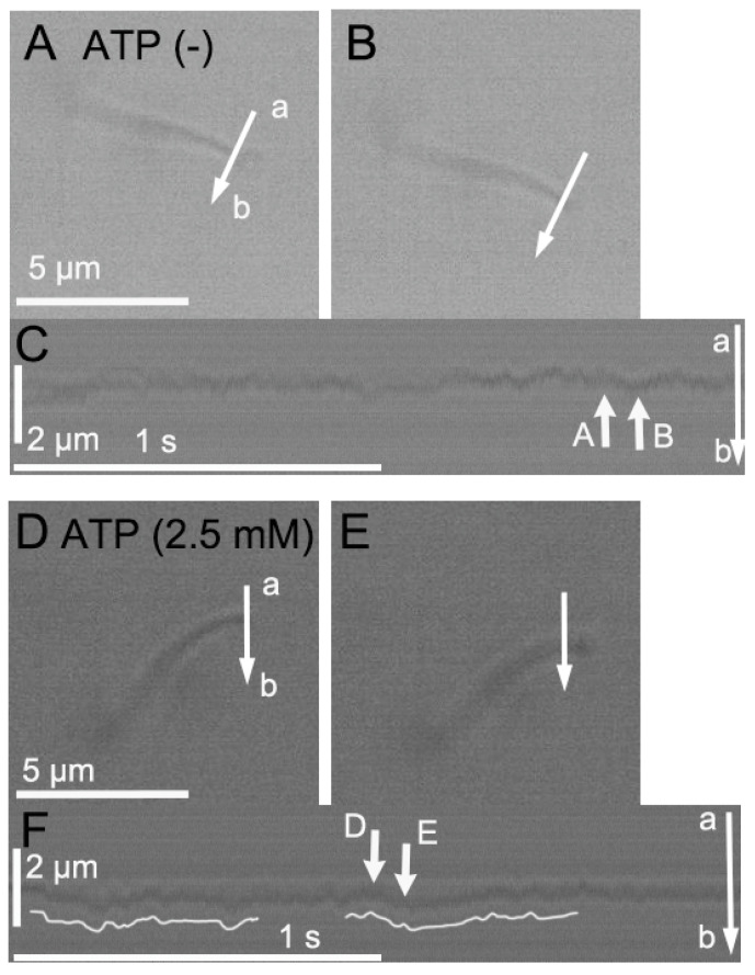 Video-frame images of isolated cilia. Isolated cilia in the intracellular solution (pH 7.4) were observed by an HSVM (250 fps). (A–C) An isolated cilium before ATP stimulation. The isolated cilium showed fluctuation but no repeated beating. Panels (A,B) show a small fluctuation in the cilium. Panel (C) shows the light intensity change on the line a–b in the panels (A,B). A small fluctuation in the cilium was detected. The changes shown in panels (A,B) are indicated by the white arrows labeled A and B in panel (C). (D–F) An isolated cilium reactivated by ATP (2.5 mM). ATP stimulation reactivated the repeated beating of the cilium. Panels (D,E) show the start and end of the effective forward stroke, respectively. Panel (F) shows the light intensity change on the line a–b in panel (D). The changes shown in panels (D,E) are indicated by the white arrows labeled D and E in panel (F).