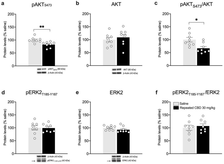 Effects of repeated CBD exposure on BDNF-downstream signaling in the mPFC. Rats were treated with repeated injections of 30 mg/kg for seven days and killed twenty-four hours after the last treatment. Protein levels of phospho(p)-AktS473 (a), Akt (b), pAkt/Akt (c), pERK2T185-Y187 (d), ERK2 (e), and pERK2/ERK2 (f) measured in the homogenate of mPFC are expressed as percentages of saline-treated rats. Below the graphs, representative immunoblots are shown for pAktS473 (60 kDa), Akt (60 kDa), pERK2T185-Y187 (42 kDa), ERK2 (42 kDa), and β-Actin (43 kDa) proteins. Bar graphs represent the mean ± SEM from eight independent determinations for each experimental group. Unpaired Student’s t-test or Wilcoxon−Mann−Whitney test. * p < 0.05, ** p < 0.01 vs. saline-treated rats. Saline n = 8, CBD 30 mg/kg n = 8.