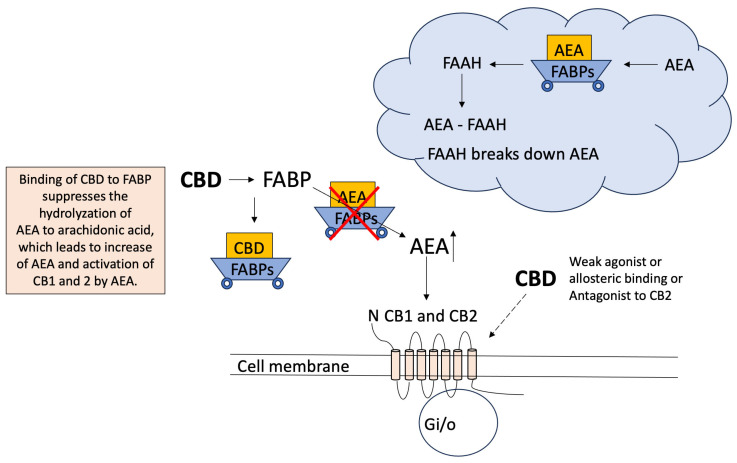 Indirect influences of increasing the activation of CB1 and CB2 through competitive binding to FABP. CBD is an antagonist/inverse agonist and allosteric modulator of CB1 and CB2, and this can negatively affect other molecules’ binding affinity to CB1 and CB2 receptors [58]. However, CBD can indirectly activate CB1 and CB2 by binding to FABP, suppressing the binding of FABP to AEA (illustrated on top right), and increasing the levels of AEA, which binds and activates CB1 and CB2. FABP: fatty acid binding protein, AEA: anandamide, FAAH: fatty acid amide hydrolase. The arrow next to AEA show the increase in the amount and other arrows show the process.