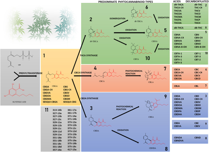 Phytocannabinoids are divided into subclasses according to their structure. Prenylation of olivetolic acid with the isoprenoid geranyl pyrophosphate forms CBGA. Less frequently, instead of olivetolic acid other molecules with different length alkyl side-chain serve as precursors. The acid forms THCA, CBDA and CBCA are synthesized in the Cannabis plant from CBGA. The neutral forms and other subclasses of phytocannabinoids are the result of chemical processes such as decarboxylation, isomerization and others. The shared core of olivetolic acid by the different subclasses is depicted in red. Subclass 11 includes phytocannabinoids identified by mass spectrometry in different Cannabis chemovars, whose structures have not been elucidated yet.