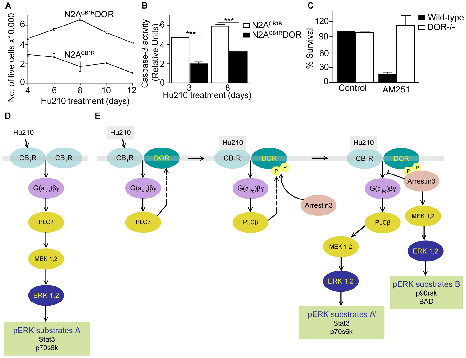CB1R-DOR heteromerization promotes cell survival. A, Hu210-treated N2ACB1RDOR cells exhibit increased survival compared to N2ACB1R cells. N2ACB1R or N2ACB1RDOR cells were treated with 1 µM Hu210 for the indicated days and survival measured by trypan blue exclusion as described in Methods. Data represent Mean ± SEM (n = 4 in triplicate). B, Hu210-treated N2ACB1RDOR cells exhibit lower apoptosis as compared to N2ACB1R cells. Apoptosis of N2ACB1R or N2ACB1RDOR treated for 3 or 8 days with 1 µM Hu210 was measured using caspase-3 activity assay as described in Methods. Data represent Mean ± SEM (n = 4 in triplicate); ***p<0.001 N2ACB1RDOR vs N2ACB1R (t test). C, CB1R antagonist treatment decreases neuronal survival of striatal neurons from wild-type but not DOR−/− mice. Primary striatal neurons from wild-type or from DOR−/− mice were prepared as described in Methods. The CB1R antagonist AM251 (10 µM) was added to the growth media at DIV7 and cellular viability assessed at DIV10 as described in Methods. Data represent Mean ± SEM (n = 2–4) D–E, A schematic of the signaling pathways emanating from CB1R in N2ACB1R (D) and N2ACB1RDOR (E) cells. Activation of CB1R in N2ACB1RDOR cells leads to differential activation of signaling molecules and phosphorylation of ERK substrates.
