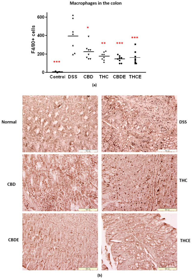 Immunostaining for macrophages in the colons of DSS model mice. Paraffin sections were stained with anti-F4/80 antibodies: (a) Average number of positive cells. p-value as compare with the DSS control group *, <0.05; **, <0.01; ***, <0.001. The difference between the CBDE and CBD groups is significant; (b) representative pictures of F4/80 immunostained sections. DSS—dextran sodium sulfate; THC—D9 tetrahydrocannabinol; CBD—cannabidiol; THCE—high THC cannabis extract; CBDE—high CBD cannabis extract.