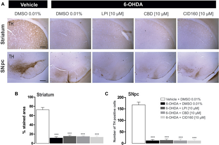 The administration of LPI, CBD, and CID16020046 does not modify the expression of TH in the striatum and SNpc. The photomicrography in (A) shows the representative images for TH expression in the striatum ipsilateral to the 6-OHDA lesion induced in the MFB. Photomicrographs were taken at 40x, while the scale bar represents 500 µm. Graph (B) shows the proportion of the area stained for TH in the striatum and Graph (C) shows the number of TH-positive cells in the SNpc. All groups show decreased immunoreactivity to the TH enzyme. The values show mean ± SEM (n = 4 per group). The statistics were determined via a one-way ANOVA and a Tukey post-hoc test. *** p < 0.001 vs. vehicle group.