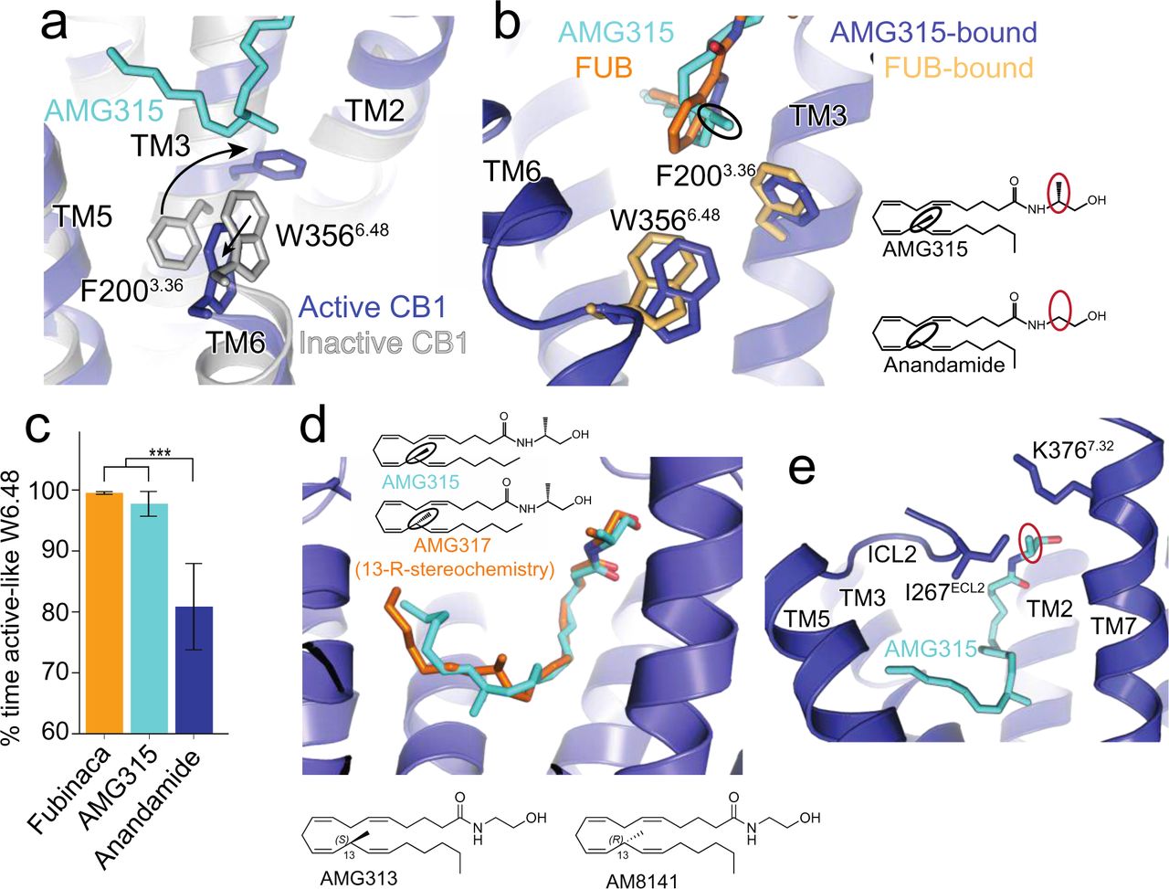 a. AMG315 stabilizes the ‘toggle switch’ residues W3566.48 and F2003.36 in the active state.b. Ligand interaction with residues W3566.48 and F2003.36. The methyl group in AMG315 (circled black) not present in anandamide makes interaction with the ‘toggle switch’.c. In simulation, Anandamide stabilizes active-like conformations of W3566.48 significantly less when compared individually to FUB (p = 0.02, two-sided Welch’s t-test) and to AMG315 (p = 0.04), as well as when compared to both FUB and AMG315 as a group (p = 0.003).d. Molecular docking showing an R-enantiomer instead of the S-enantiomer at position 13 in AMG315, repositions the methyl group away from the “toggle switch”. Insert below: chemical structure of position 13 substituents of anandamide, AMG315 (S-enantiomer) and AM8141 (R-enantiomer).e. The methyl group at position 1’ (circled red in 3B) on AMG315 interacts with residues on ECL2 (Ile267ECL2) and extracellular region of TM7 (K3767.32). This substitution is not found in anandamide.