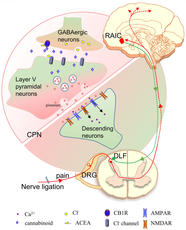 Diagram for the analgesia due to the activation of CB1Rs in GABAergic neurons through enhanced disinhibition in the RAIC. In CPN mice, CB1Rs on GABAergic neuron-mediated DSI amplitude increases. As the result, the inhibitory effect of GABAergic neurons on excitatory neurons diminishes. Then, the output of RAIC layer V pyramidal neurons increases. Finally, the action of the descending pain pathway from RAIC to DLF is enhanced. The activation of CB1Rs by ACEA (CB1R agonist) further diminishes the IPSC amplitude of RAIC layer V pyramidal neurons. Therefore, the action of the descending pain modulatory pathway is reinforced, and mechanical allodynia and hyperalgesia are blocked in CPN mice. CB1R, cannabinoid receptor 1; CPN, common peroneal nerve ligation; DLF, dorsolateral fasciculus; DRG, dorsal root ganglion; RAIC, rostral agranular insular cortex.