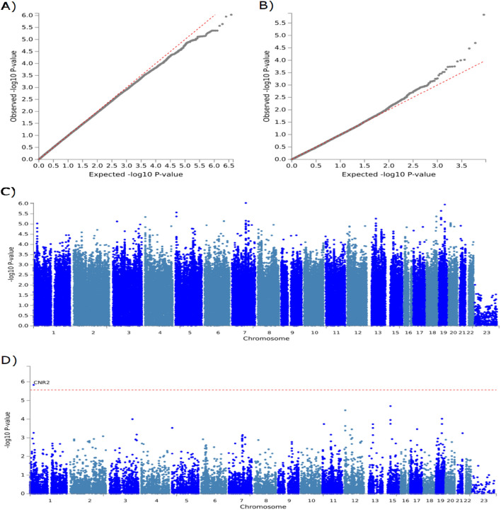 Q-Q plots and Manhattan plots of the DKD GWAS and gene-based test using FUMA and MAGMA. (A) Quantile–Quantile plot of the GWAS data. The observed p-values, on a log-10 scale, are plotted against their expected values under the null hypothesis assuming none of the sites have an effect. (B) Quantile–Quantile plot of the gene-based data. The observed p-values, on a log-10 scale, are plotted against their expected values under the null hypothesis assuming none of the sites have an effect. (C) Manhattan plot of the DKD GWAS. The plot shows the p-values on a log-10 scale (y-axis) by their chromosomal location (x-axis). (D) Manhattan plot of the DKD gene-based test as computed by MAGMA. The plot shows the p-values on a log-10 scale (y-axis) by their chromosomal location (x-axis). Input SNPs were mapped to 18,124 protein coding genes. Genome wide significance (Red dashed line in the plot) was defined at p = 0.05/18,124 = 2.759 × 10–6, labelling one gene (CNR2) that reached genome wide significance.