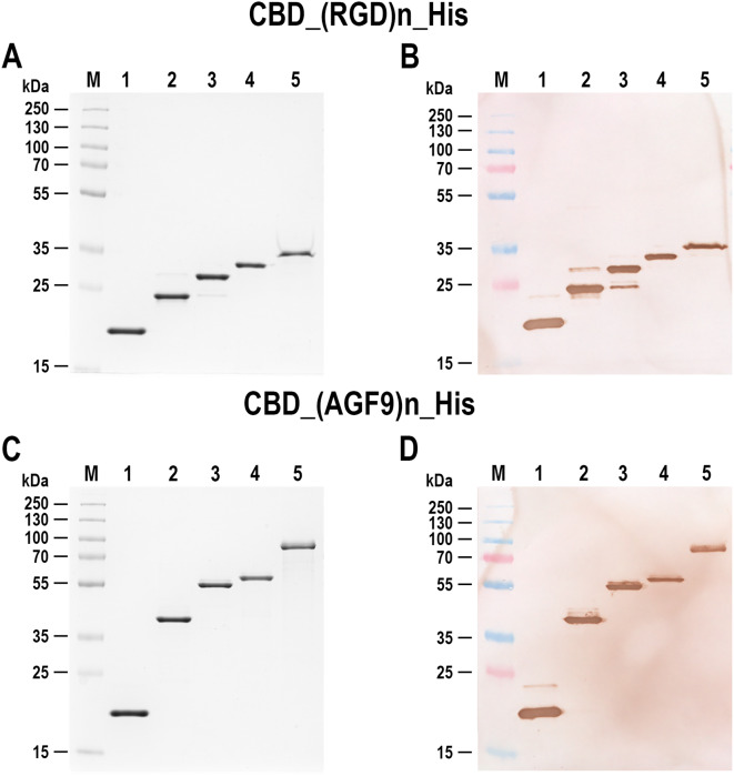 Obtaining the RGD- and AGF-derived concatemeric proteins in fusion with CBD. Panel (A) SDS-PAGE analysis of the purified CBD_RGD_X_His protein variants in 12% polyacrylamide gel. M, PageRuler Plus Prestained Protein Ladder; lane 1, CBD_His; lane 2, CBD_RGD_10_His; lane 3, CBD-RGD_20_His; lane 4, CBD-RGD_30_His; lane 5, CBD_RGD_40_His. Panel (B) Western blot analysis of proteins described in panel A with the use of anti-polyHistidine antibodies. Panel (C) SDS-PAGE analysis of the obtained CBD_AGF_X_His protein variants in 12% polyacrylamide gel. M, PageRuler Plus Prestained Protein Ladder; lane 1, CBD; lane 2, CBD-AGF_10_His; lane 3, CBD-AGF_20_His; lane 4, CBD-AGF_30_His; lane 5, CBD-AGF_40_His. Panel (D) Western blot analysis of the proteins described in panel C with the use of anti-polyHistidine antibodies