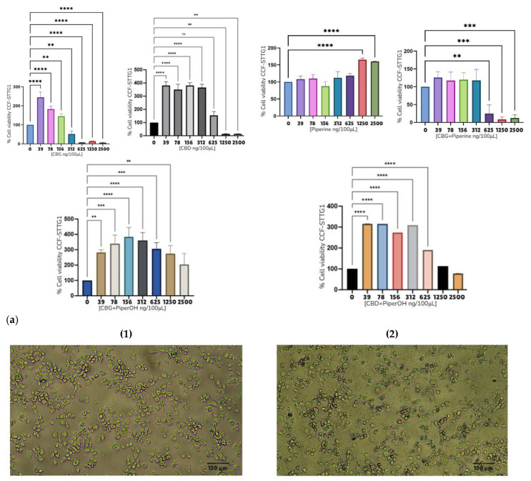 Viability assays and morphological changes in the CCF-SSTG1 cell line treated with selected compounds. (a) MTT viability assays of CBD, CBG, PiperOH, and P in CCF-STTG1. (b) Morphological changes in the CCF-SSTG1 cell line treated with CBD, CBG, and CBG + POH, observed under an optical microscope at 10× magnification with a scale of 150 µm. 1. CBD 25 ng/μL; 2. CBD and POH 25 ng/μL each; 3. CBG 25 ng/μL; 4. CBG + POH 25 ng/μL each; 5. control. Note: 2500 ng/100 μL = 25 ng/μL. The asterisks in the figure represent the following levels of statistical significance: p < 0.01 (**), p < 0.001 (***), p < 0.0001 (****).
