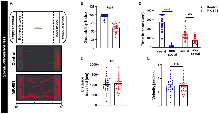 MK-801-treated zebrafish display social impairments. (A) Diagram of social preference test and representative behavioral trajectories of control and MK-801-treated zebrafish. (B–E) Social and locomotor parameters of control and MK-801-treated fish as estimated in the social preference test. (B) Sociability index, (C) time spent in social (S) and non-social (NS) zone, (D) distance traveled, and (E) mean velocity. Control: n = 25, MK-801: n = 26. Data are expressed as mean ± SEM. ***p ≤ 0.001, ns, non-significant, compared to control group.