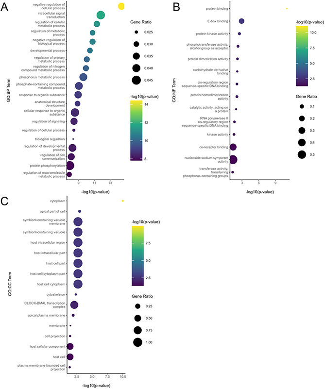 Dot Plot of The Top Enriched A) GO:BP, B) GO:CC, and C) GO:MF Terms From Functional Enrichment Analysis. Functional enrichment analysis was carried out using g:Profiler (version e109_eg56_p17_1d3191d) with a g:SCS threshold of 0.05. Only the top 20 enriched terms are shown at maximum. Each bubble is the -log10(P-value) for the respective term and is sized according to the gene ratio.