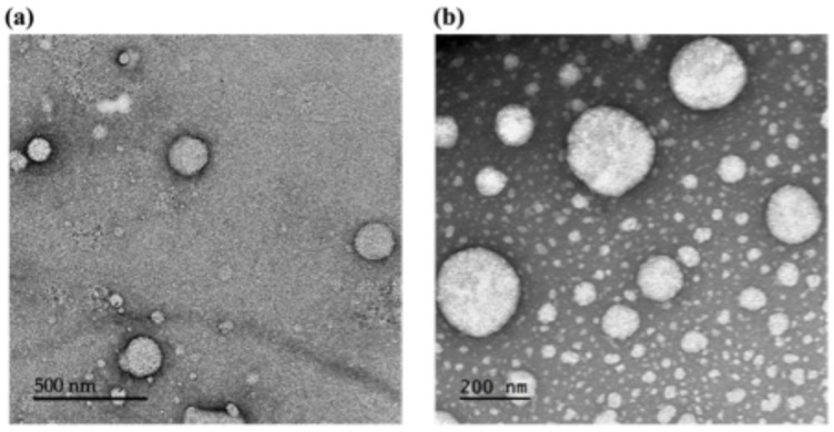 TEM images of (a) SPNL and (b) LPNL aqueous dispersions. Analysis was performed at room temperature.