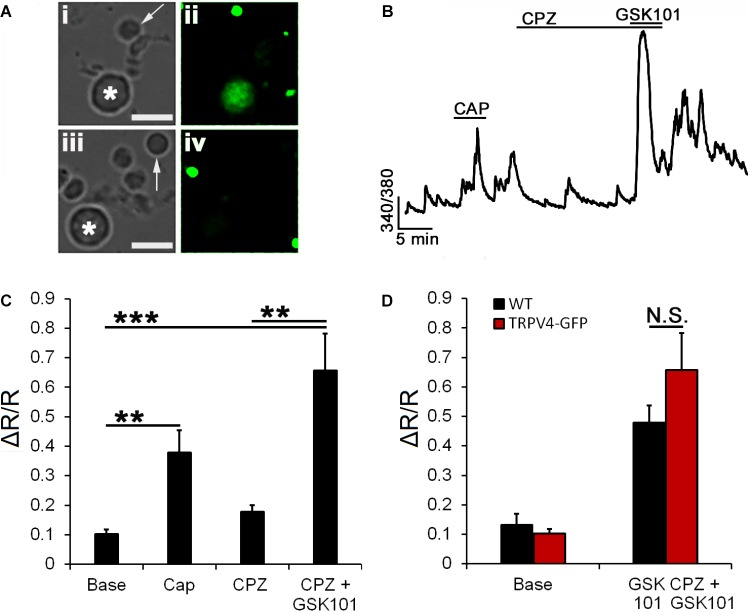 TRPV4 signaling does not require TRPV1. (A) Cells dissociated from transgenic TRPV4GFP retinas (i,ii) and control retinas (iii,iv) show reporter expression in large-diameter neurons (asterisk) but not rod somata (arrow). (B) Representative trace from a TRPV4GFP+ RGC shows a potential response to CAP superimposed on spontaneous background Ca2+ transients. The TRPV1 antagonist CPZ (10 μM) did not affect the [Ca2+]i baseline or inhibit GSK101-evoked [Ca2+]i elevations. (C) Averaged data for CAP and CPZ responses in TRPV4GFP+ RGCs (n = 12). (D) CPZ had no effect on the amplitude of GSK101-evoked [Ca2+]i signals (n = 12). Scale bar = 10 μm. N.S., P < 0.05, ∗∗P ≤ 0.01, ∗∗∗P ≤ 0.001.
