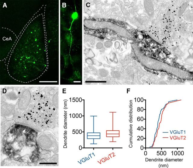 VGluT1+ and VGluT2+ axon terminals form synapses with different caliber dendrites of VIP+ INs of the mouse BLA. A, Injection of an AAV2/6-CBA-FLEX-GFP vector into the BLA of VIP-IRES-Cre mice enabled the expression of the reporter protein GFP in VIP+ INs. B, GFP was detected throughout the somatodendritic domain as well as among axons of VIP+ INs. C, Asymmetric synapse (arrow) formed by an axon terminal containing VGluT1 (gold/silver reaction) with the dendrite of a VIP+ IN (HRP-DAB reaction). D, Asymmetric synapse (arrow) formed by an axon terminal containing VGluT2 (gold/silver reaction) with the dendrite of a VIP+ IN (HRP-DAB reaction). E, Whisker plots indicate the diameter of VIP+ IN dendrites targeted by VGluT1+ (n = 56, sampled from 3 animals) or VGluT2+ (n = 62, sampled from 3 animals) axon terminals. F, Frequency distributions of the diameter of VIP+ IN dendrites targeted by VGluT1+ or VGluT2+ axon terminals. Scale bars: A, 250 μm; B, 20 μm; C, D, 250 nm.