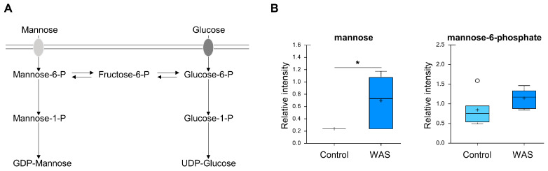 Effects of acute WAS on mannose levels. (A) Mannose metabolism. Measurements of brain content of mannose (B). * p < 0.05 (Welch’s two-tailed t-test).
