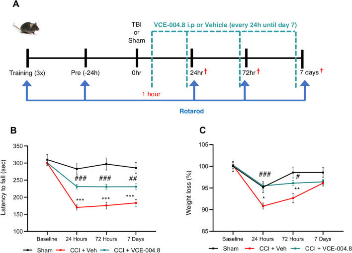 VCE-004.8 treatment protects from TBI-induced motor impairment. A Experimental design for CCI. B VCE-004.8 administration (20 mg/kg) attenuated the CCI-induced impaired motor performance. Motor recovery was analyzed by Rotarod test prior to and at 24 h, 72 h and 7 days post-CCI. Data are represented as mean ± SEM, and significance was determined by 2-way ANOVA followed by the Tukey’s post hoc test. 24 h, 72 h and 7 days: ***p˂0.0001 CCI + Veh vs Sham; 24 h and 72 h: ###p ˂ 0.0001 CCI + VCE-004.8 vs CCI + Veh; 7 Days: p = 0.0098; ##p˂0.01 CCI + VCE-004.8 vs CCI + Veh. C Weight determination in the different groups of mice. Data are represented as mean ± SEM, and significance was determined by 2-way ANOVA followed by the Tukey’s post hoc test. 24 h: p = 0.0172; *p < 0.05, 72 h: p = 0.0013; **p < 0.01 CCI + Vehicle vs Sham; 24 h ###p < 0.001; 72 h p = 0.0120; #p < 0.05 CCI + VCE-004.8 vs CCI + Vehicle