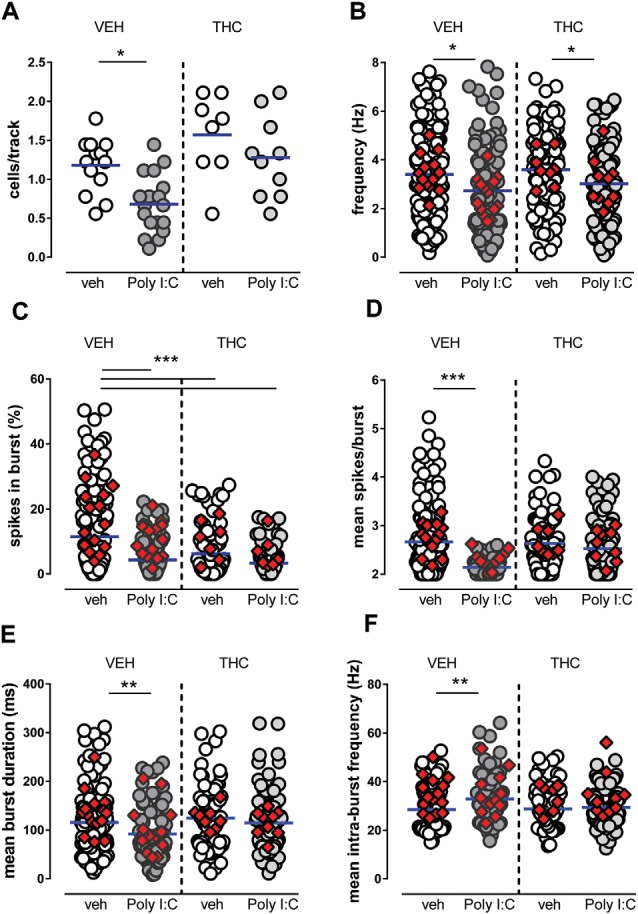 Effects of maternal immune activation (MIA) and adolescent Δ9-tetrahydrocannabinol (THC) administration on ventral tegmental area (VTA) dopamine neuron activity in vivo. Adolescent THC administration prevented the Poly I:C-induced decrease in the number of spontaneously active VTA dopamine neurons (A) but not the decrease in firing rate (B). Graphs show the effect of poly IC and THC (or vehicles) in the percentage of spikes in burst (C), mean burst duration (D), mean number of spikes in bursts (E) and intra-burst frequency (F). Superimposed colored diamonds show the averages for each individual rat. Both Poly I:C and THC, or their combination, induced a reduction in the percentage of spikes in bursts (C), whereas THC prevented alterations induced by Poly I:C in the other electrophysiological parameters (D,E). The number of cells for each group is: veh-veh, n = 156; Poly I:C-veh, n = 121; veh-THC, n = 101; Poly I:C-THC, n = 117. The horizontal blue line represents the mean. Statistical analysis was conducted with two-way ANOVA (Poly I:C and THC treatments as factors) and Sidak’s multiple comparison test. Asterisks on graphs represent the result of the Sidak’s multiple comparison test: *P < 0.05, **P < 0.01, ***P < 0.001.