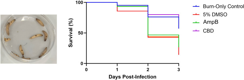 G. mellonella burn wound model for testing CBD efficacy against C. neoformans infections.The Kaplan-Meier survival curves were plotted based on survival of 15 larvae during 3 days after treatment with either 5% DMSO (vehicle control), AmpB or CBD. Larvae with only burn wound (Burn-Only control) were included to monitor the effect of the burn wound alone. The photo in the left shows the appearance of the Galleria larvae after the wound is introduced.