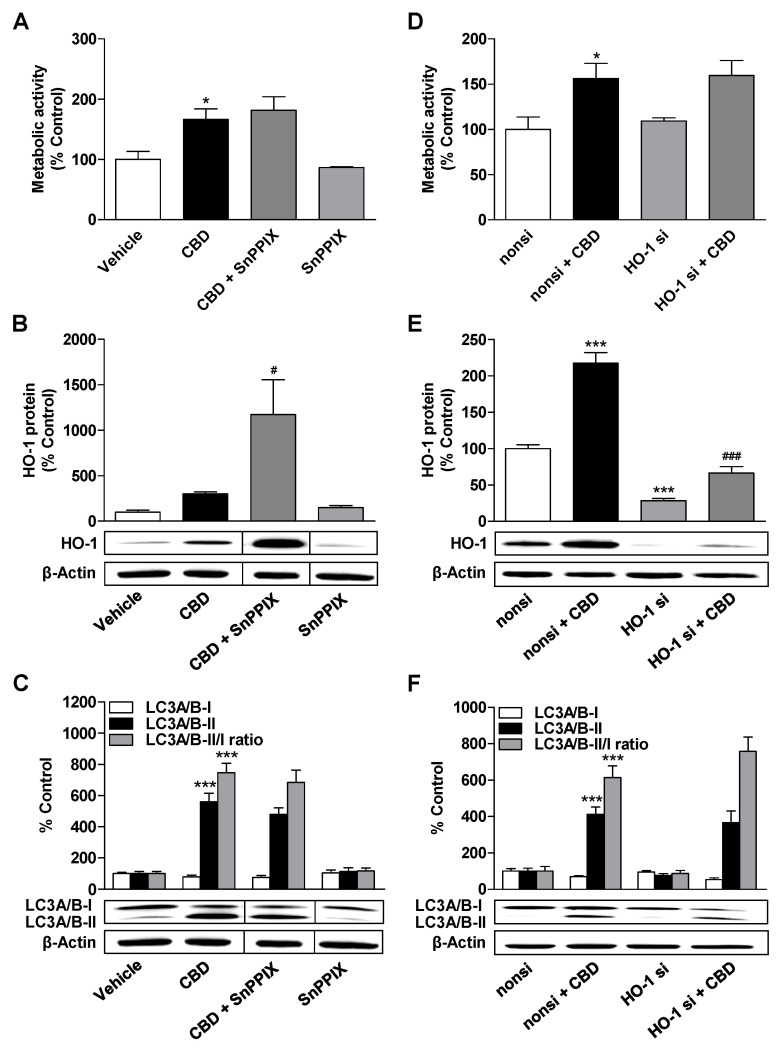Impact of the HO-1 inhibitor SnPPIX and HO-1 siRNA on the effects of CBD on metabolic activity, autophagy, and HO-1 expression. ADMSCs were pretreated with the HO-1 inhibitor SnPPIX (25 µM) for 30 min prior to CBD (3 µM) stimulation for 24 h (A–C). In other experiments (D–F), the cells were transfected with HO-1 specific siRNA (HO-1 si) or nonsilencing siRNA (nonsi; negative control siRNA) at a final concentration of 12 nM and then incubated with CBD (3 µM) or vehicle for another 24 h. After the respective incubation periods, the cells were analyzed for their metabolic activity (A,D) and for the expression of HO-1 (B,E) and LC3A/B-I/II (C,F) protein. The protein expression values were normalized to β-actin. The vertical black lines inside the boxes of some blots (B,C) indicate that the lanes in between have been removed, so here too, signals from protein samples loaded onto the same gel were compared. The same actin blot was used as control in (B,C), since the proteins analyzed in these Western blots were resolved on the same gel. The percentage control represents a comparison with the group treated with the vehicle (set to 100%). The data represent mean values ± SEM of n = 6 different donors (A–F). * p < 0.05, *** p < 0.001 vs. vehicle or nonsilencing siRNA control; # p < 0.05, ### p < 0.001 vs. CBD (B) or nonsi + CBD (E); one-way ANOVA with Bonferroni’s post hoc test.