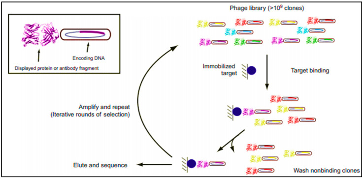 Schematic representation of phage display process. It consists of cycles, each including: incubation of the antibody (Ab) repertoire and the target, washing of nonspecific binders, elution, and amplification of specific binders for further cycle or for screening [40].