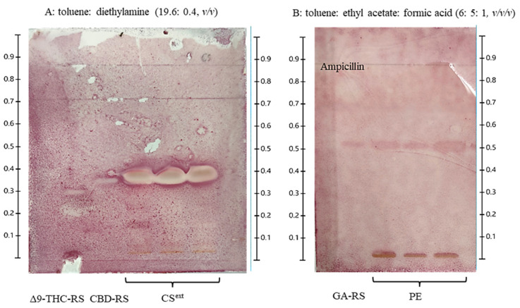 Thin-layer chromatography (TLC)-bioautography analysis of Cannabis sativa extract (CSext) and propolis extract (PE) was performed by loading the samples onto a TLC plate under conditions similar to high-performance thin-layer chromatography (HPTLC), followed by incubation under disk diffusion conditions and staining with 0.2% (w/v) iodonitrotetrazolium chloride (INT) dye. Inhibition zones were observed at 10 mg/mL for CSext and at 1 mg/mL for the reference standards Δ9-THC and CBD (A), indicating antibacterial activity against S. pyogenes. In contrast, no inhibition zones were observed at 100 mg/mL for PE or at 1 mg/mL for gallic acid (GA) as the reference standard (B).