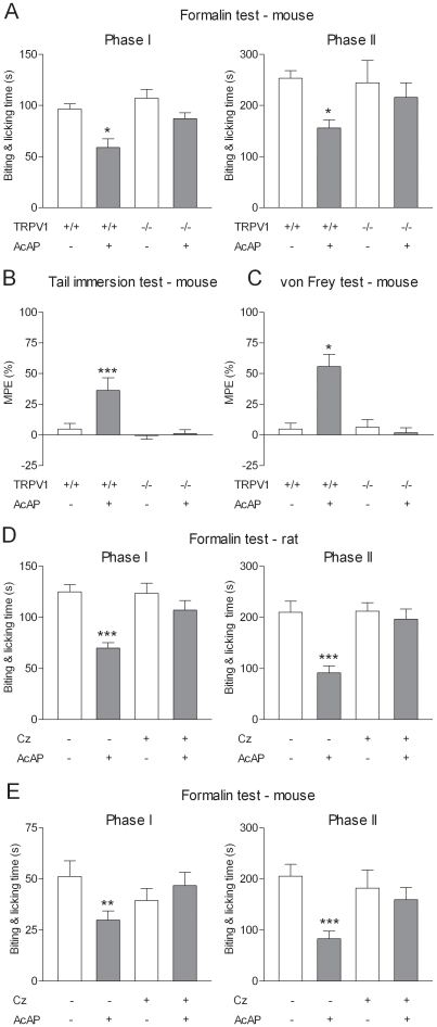The antinociceptive effect of acetaminophen is dependent on TRPV1 in brain.The effect of acetaminophen (AcAP; 200 mg/kg p.o.) was assessed in (A) the formalin test, (B) the tail immersion test and (C) the von Frey test. In TRPV1 −/− mice, acetaminophen failed to produce antinociception, while it was effective in TRPV1 +/+ mice in the same tests. All tests were performed 20 min after acetaminophen administration. In the tail immersion and von Frey test tests, results are expressed as MPE (%): [(post-treatment score – pre-treatment score)/(cut-off value – pre-treatment score) ×100]. Basal pre-treatment threshold responses were 7.59±0.79 and 8.63±0.88 s in the tail immersion test and 0.67±0.08 and 0.68±0.10 g in the von Frey test for TRPV1 +/+ and TRPV1 −/− mice, respectively. (D) The effect of acetaminophen (300 mg/kg p.o.) in the formalin test was also examined in rats pre-treated with capsazepine (Cz; 10 mg/kg i.p.) or vehicle 45 min before injection of formalin. Pre-treatment with capsazepine suppressed the antinociceptive effect of acetaminophen. (E) The antinociceptive effect of acetaminophen (AcAP; 200 mg/kg) on both phases of the formalin test was inhibited by intracerebroventricular injection of capsazepine (100 nmol) 5 min before oral administration of acetaminophen. Data are presented as mean ± SEM (n = 5–8 per group). *P<0.05, **P<0.01, ***P<0.001 compared to vehicle.