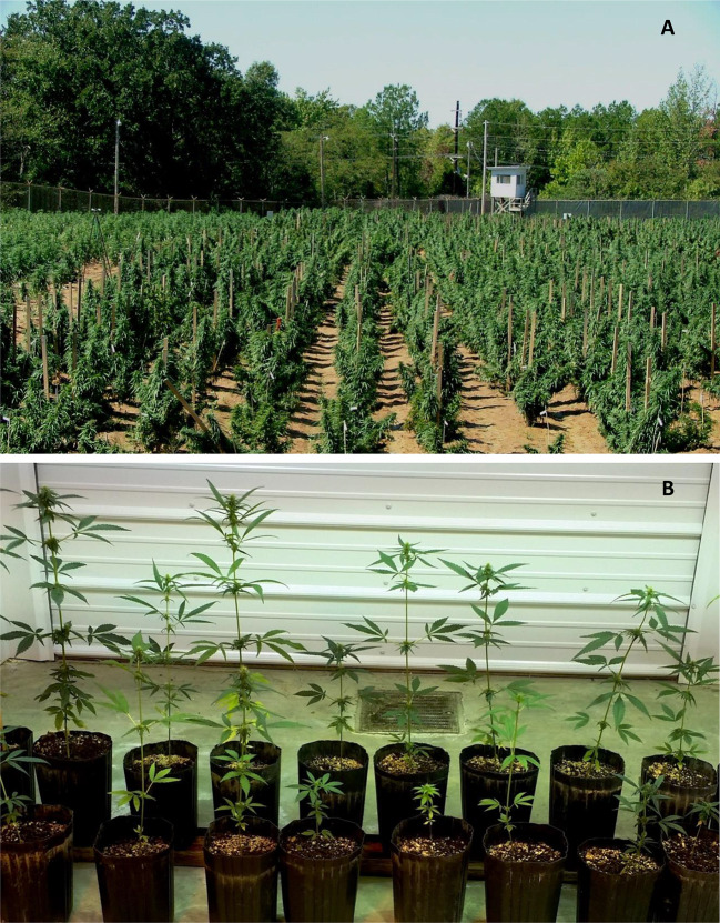 Representative cannabis varieties, (A) Drug type variety and (B) Fiber type variety.
