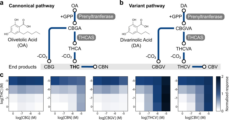 Measuring THC in the presence of pathway by-products.a Canonical cannabinoid biosynthesis pathway showing the production of cannabigerol (CBG), Δ9-tetrahydrocannabinol (THC), and cannabinol (CBN) from the olivetolic acid (OA) precursor. b Variant cannabinoid biosynthesis pathway showing the production of cannabigerovarin (CBGV), Δ9-tetrahydrocannabivarin (THCV), and cannabivarin (CBV) from the divarinolic acid (DA) precursor. c Response of the CB2 biosensor over a combined range of THC and CBG, CBN, CBGV THCB, or CBV concentrations. Experimental measurements are GFP levels per cell as determined on a plate reader and shown as the mean value from three biological replicates. All data are normalised to no ligand (0) and 10 µM THC (1) CB2 biosensor response.