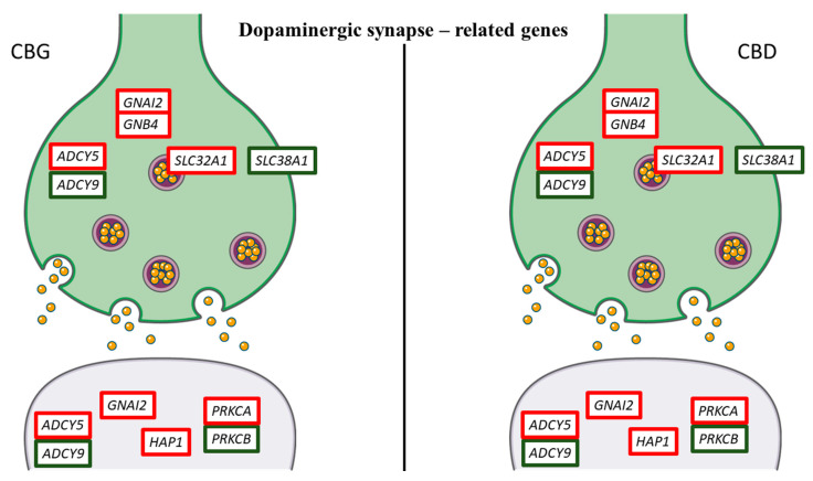 Genes related to dopaminergic synapse differentially regulated by CBG and CBD. Genes upregulated are represented with the red edges, while the genes downregulated have green edges. Interestingly, CBG and CBD showed the same pattern of gene expression. The figure was created using the vector image bank of Servier Medical Art by Servier [17] and licensed under a Creative Commons Attribution 3.0 Unported License [18].
