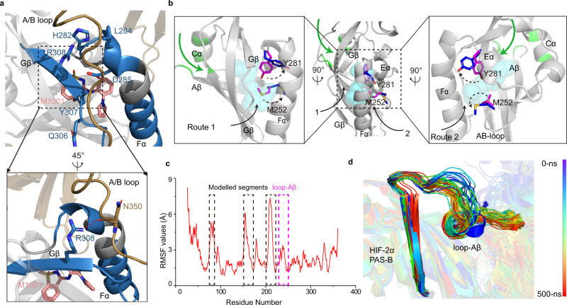 A possible common mechanism in ligand binding shared by HIF-2α.a The residues of Fα and Gβ with reduced deuteration levels are mapped on the crystal structure in blue, and the R308 in Gβ of HIF-2α forms a hydrogen bond with the A/B loop of ARNT. Hydrogen bonds are shown in red dotted lines. b Two routes previously proposed for ligands to enter or leave the HIF-2α PAS-B pocket are indicated by black arrows, and enlarged views of two routes are shown on the left and right sides, respectively. The possible new entry route of ligands into HIF-2α, corresponding to that of OEA into HIF-3α, is shown by a green arrow, with the residues surrounding the entrance also colored green. M252 and Y281 are shown in magenta in the apo structure, and blue in co-crystal structures. M252 and Y281 were flipped outwards (as shown by dotted arrows) by antagonist PT2385 and agonist M1001, respectively. The PDB codes of HIF-2α-ARNT-PT2385 and HIF-2α-ARNT-M1001 are 6E3S and 6E3U. c Cα RMSF plots for HIF-2α in a monomeric system. The highly flexible regions including modelled linkers (black) and loop-Aβ (magenta) are highlighted. d The conformational change of the loop-Aβ region in snapshot structures extracted from the trajectories of HIF-2α during the MD stimulations.