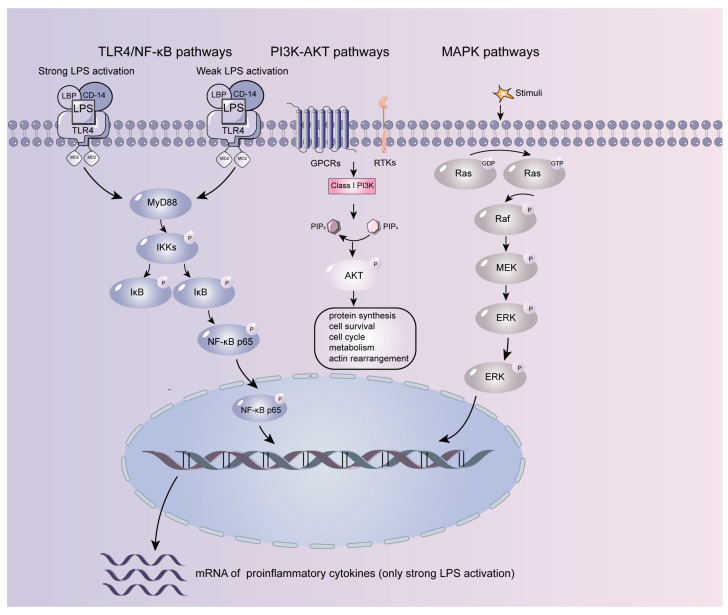 Mechanism of NF-κB/TLR4, PI3K-AKT, and MAPK pathways related to intestinal inflammation [23,24,25,26,27,28].