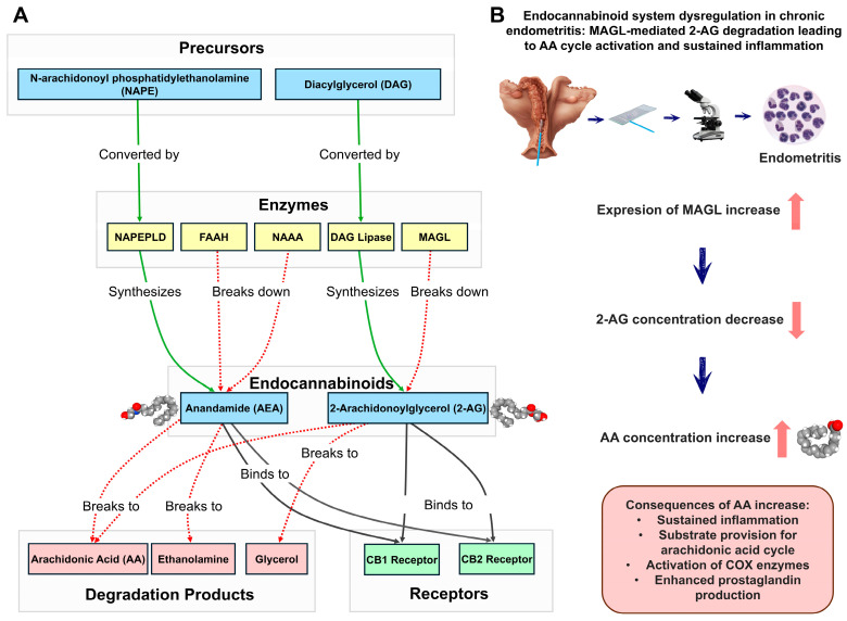 Schematic representation of the endocannabinoid system and its dysregulation in endometritis. Panel (A) illustrates the endocannabinoid synthesis and degradation pathways. Precursors N-arachidonoyl phosphatidylethanolamine (NAPE) and Diacylglycerol (DAG) are converted by enzymes NAPEPLD and DAG Lipase, respectively, to produce endocannabinoids Anandamide (AEA) and 2-Arachidonoylglycerol (2-AG). These endocannabinoids bind to CB1 and CB2 receptors. Degradation enzymes FAAH, NAAA and MAGL break down endocannabinoids into their constituent parts. Panel (B) depicts the hypothesized mechanism of MAGL-mediated 2-AG degradation leading to sustained inflammation in endometritis.