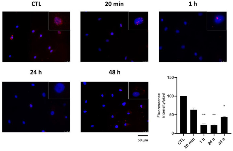 Effects of HPEDMSO extract on PKA phosphorylation. Cells were treated with 0.1 mg/mL HPEDMSO for the reported times and then analyzed by immunofluorescence using anti-p-PKA primary antibody and Alexa Fluor 568 (red) secondary antibody. Nuclei were stained with DAPI (original magnification 40×). The bar graph represents the pixel intensities in the region of interest, obtained by ImageJ. * p < 0.05; ** p < 0.01 vs. CTL.