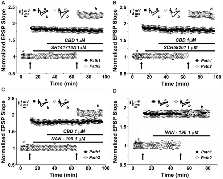 The 5HT1A serotonin receptor mediates the effects of CBD on LTP. Neither the (A) CB1 antagonist (SR141716A; 1 μM), nor (B) the adenosine A2A antagonist (SCH58261; 1 μM) blocked the effects of CBD on LTP. (C) The 5HT-1A antagonist (NAN-190; 1 μM) partially blocked the CBD- enhanced LTP in hippocampal slices. Representative traces at indicated times (a,b) are shown on top of each section, n = 12 slices for each experiment. (D) The 5HT1A antagonist NAN-190 did not affect LTP produced by a standard tetanic stimulation, when comparing potentiated responses in the two pathways protocol, before and during exposure to NAN-190.
