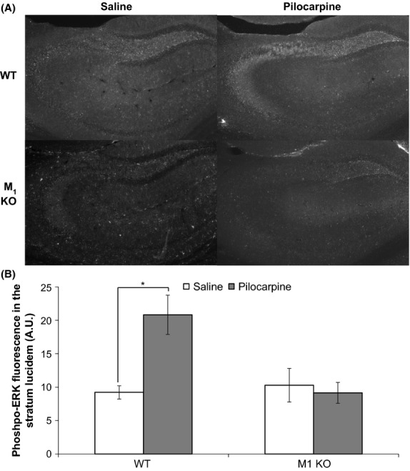 Seizure-independent ERK activation by pilocarpine is absent from M1 KO mice. (A) Representative images of phospho-ERK immunofluorescence in the CA3 region of seizure-blocked male WT and M1 KO mice 15 min after saline or 350 mg/kg pilocarpine administration. 4 mg/kg diazepam was given 15 min prior to pilocarpine to prevent seizure activity. (B) Quantification of phospho-ERK fluorescence in the stratum lucidum of seizure-blocked male WT and M1 KO mice 15 min after saline (n = 7 for WT; n = 6 for M1 KO) or 350 mg/kg pilocarpine (n = 8 for WT; n = 7 for M1 KO) administration. *P < 0.05. Data are presented as means ± SEM.