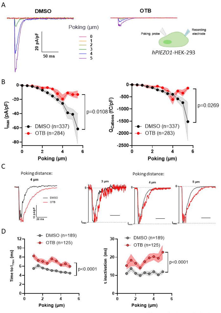 Effect of OTB on hPIEZO1-mediated currents evoked by mechanical poking.(A) Representative whole-cell currents recorded at a holding potential of −80 mV in HEK-P1 cells exposed to 0.1 % DMSO (left) or 30 µM OTB (right) during a series of mechanical stimulation with a poking probe (inset), increasing from 0 to 5 µm in 0.5 μm increments. Only traces from 1 μm displacement steps are shown for clarity. (B) Peak currents densities (Imax, left) and cation influx densities (QCations, right) recorded at increasing displacement steps in HEK-P1 cells treated with DMSO or OTB. N = 46 and 43 cells, One-tailed ratio paired Student’s t test (Imax) and Wilcoxon matched-pairs signed rank test (QCations) over the whole range of stimulation steps (N = 11). The total number of episodes recorded is indicated. (C) Representative recordings of hPIEZO1-mediated currents elicited by a 4 μm mechanical step in DMSO (black) and OTB (red) illustrating the activation and inactivation kinetics of currents of similar amplitudes (left) and representative recordings of hPIEZO1-mediated currents activated by 3, 4 and 5 µm poking steps, normalized to peak current amplitude (right). N = 46 and 43 cells, One-tailed ratio paired Student’s t test over the 1-5 µm range of stimulation steps (N = 10). The total number of episodes recorded is indicated.
