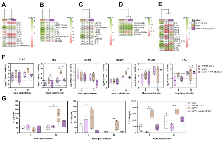Modulation of WIN 55,212-2 post-treatment on the inflammatory response in human primary macrophages infected with MAYV. RNA-seq data from MDMs (n = 3) infected with MAYV and post-treated with WIN 55,212-2 at 24 h.p.i were analyzed. Heatmaps of gene expression in the inflammatory response. The heatmaps were generated in R (v4.2.0), where each column represents a condition: MDMs treated with WIN 55,212-2 (pink), MAYV-infected MDMs (beige), and MDMs treated with WIN 55,212-2 post-MAYV infection (purple). Each heatmap displays Log2FC values for selected genes, with upregulation (green) and downregulation (red) indicated. Genes with a p-value < 0.05 were included, and those with a Log2FC ≥ 1 or ≤−1 were considered significantly upregulated or downregulated, respectively. Heatmaps of Toll-like receptors (TLRs) and adapter proteins (A), RIG-like receptors (RLRs) and other cytosolic RNA sensors (B), NOD-like receptors (NLRs) and other cytosolic sensors (C), NF-κB transcription factors (D), and NF-κB target genes (E). Monocyte-derived macrophages were either infected with MAYV (MOI 0.5) for 2 h or left uninfected. Subsequently, they were post-treated with WIN 55,212-2 (10 µM) or left untreated at 37 °C with 5% CO2. Cells and supernatants were harvested at 6 and 24 h.p.i. Cell lysates were processed, and RT-qPCR was used to quantify the expression of selected genes. (F) Logarithm of fold change (Log2FC) ratios for TLR7, RIG-I, NLRP3, CASP1, NFkB1, and IkBα. A Log2FC of ≥1 or ≤−1 was considered indicative of upregulation or downregulation, respectively. (G) Cell culture supernatants were collected, and ELISA quantified the concentrations of cytokines and chemokines. Production of IL-1β, IL-10, and CXCL-8. Friedman and Dunn’s tests were performed. Data are presented as box-and-whisker plots showing the minimum and maximum values, with all individual data points displayed (n = 4). Significance: p < 0.05 (*), p < 0.01 (**).