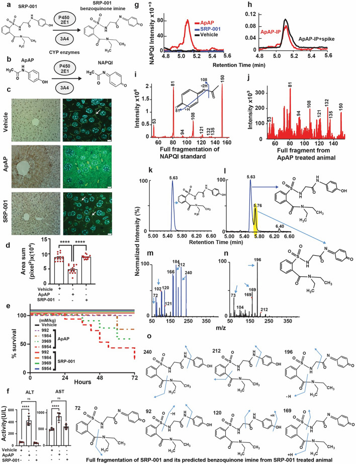 SRP-001’s absent hepatotoxicity is due to lack of NAPQI formation and maintenance of hepatic tight junction integrity. (a) Possible oxidation of SRP-001 to the corresponding N-acyl-p-benzoquinone imine by CYP enzymes (CYP P450 2E1 and 3A4). (b) ApAP is metabolized by oxidation into NAPQI by CYP P450 2E1 and 3A4. (c) Doses known to be hepatotoxic for ApAP (600 mg/kg) but not SRP-001 (600 mg/kg) demonstrates centrilobular hepatic necrosis in nitrotyrosine-labeled hepatic sections from CD1 mice (100x, (c) first column), [(n = 5) mice per treatment group]. Hepatic tight junctions (ZO-1 label [3D-stacking, 1000x; scale bar = 5 µm] (c) second column) present between hepatocytes reveal a clear “chicken wire” configuration (vehicle) and are disrupted with toxic doses of ApAP but not SRP-001. (d) Quantification of the hepatic tight junctions by ZO-1 staining. There is a marked decrease in ZO-1 in ApAP-treated liver sections compared to vehicle and SRP-001, wherein ZO-1 staining is preserved. (e) Kaplan–Meier survival curves comparing equimolar doses of ApAP (150 to 900 mg/kg) and SRP-001 (402 to 2414 mg/kg) demonstrate a dose-dependent increase in mortality by 72 h for ApAP-treated groups (1/10 at 1984 mM/kg, 3/10 at 3969 mM/kg, and 7/10 at 5954 mM/kg), with no mortality observed in the SRP-001 and placebo cohorts; n = 10 per group (CD-1 male mice). (f) ApAP exposure but not SRP-001 led to an increase in the liver transaminases and 75% (15 out of 20) of ApAP treated animals were dead in 48 h and none in SRP-001 treated animals (data not shown). (g) ApAP-treated (red) but not SRP-001-treated (blue) mice produce the hepatotoxic metabolite NAPQI. Serum NAPQI peak is shown at 5.1 min on the chromatogram. NAPQI peak appears after IP-injection with ApAP but not SRP-001 (600 mg/kg). (h) ApAP-IP sample (red) with a standard NAPQI spike (black) demonstrates the same chromatographic retention time. (i) Full fragmentation pattern of the NAPQI standard and its likely fragments. (j) The full fragmentation spectrum from IP-ApAP sample’s NAPQI peak. Note: The spectrum matches well the standard in (i). (k–n) LC–MS/MS retention time peak at 5.63 demonstrates SRP-001 (k) as it matches the full fragmentation pattern of SRP-001 from an ip-injected SRP-001 animal showing its fragmentation peaks (m); similarly, retention time 5.76 demonstrates the benzoquinoimine produced by SRP-001 (l); and (n) the resulting fragmentation pattern of the N-acyl-p-benzoquinone imine of SRP-001. (o) Structures matching full fragmentation pattern peaks of SRP-001 and its predicted benzoquinoimine.