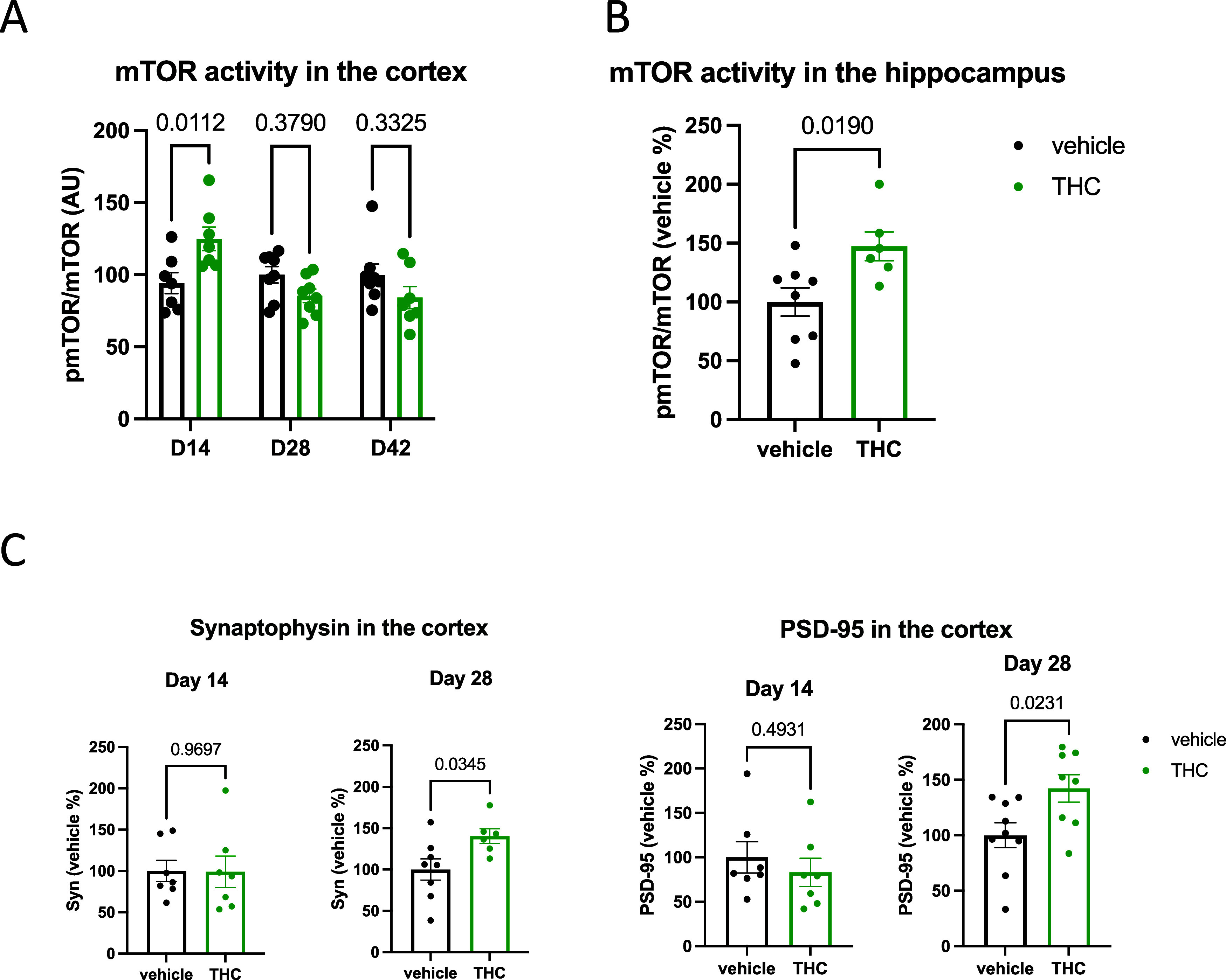 (A) Long-term low-dose THC treatment leads to a temporary increase in mTOR phosphorylation in the cortex. Significances were calculated by Bonferroni’s t test after two-way ANOVA. (B) Enhanced mTOR phosphorylation in the hippocampus of THC-treated animals at day 14. Significance is calculated by Student’s unpaired t test. (C) Increased synaptophysin and PSD-95 levels in the cortex of THC-treated animals at day 28. Significances are calculated by Student’s unpaired t test. Columns represent mean values, whiskers represent standard error of mean (SEM), and dots represent the individual values.