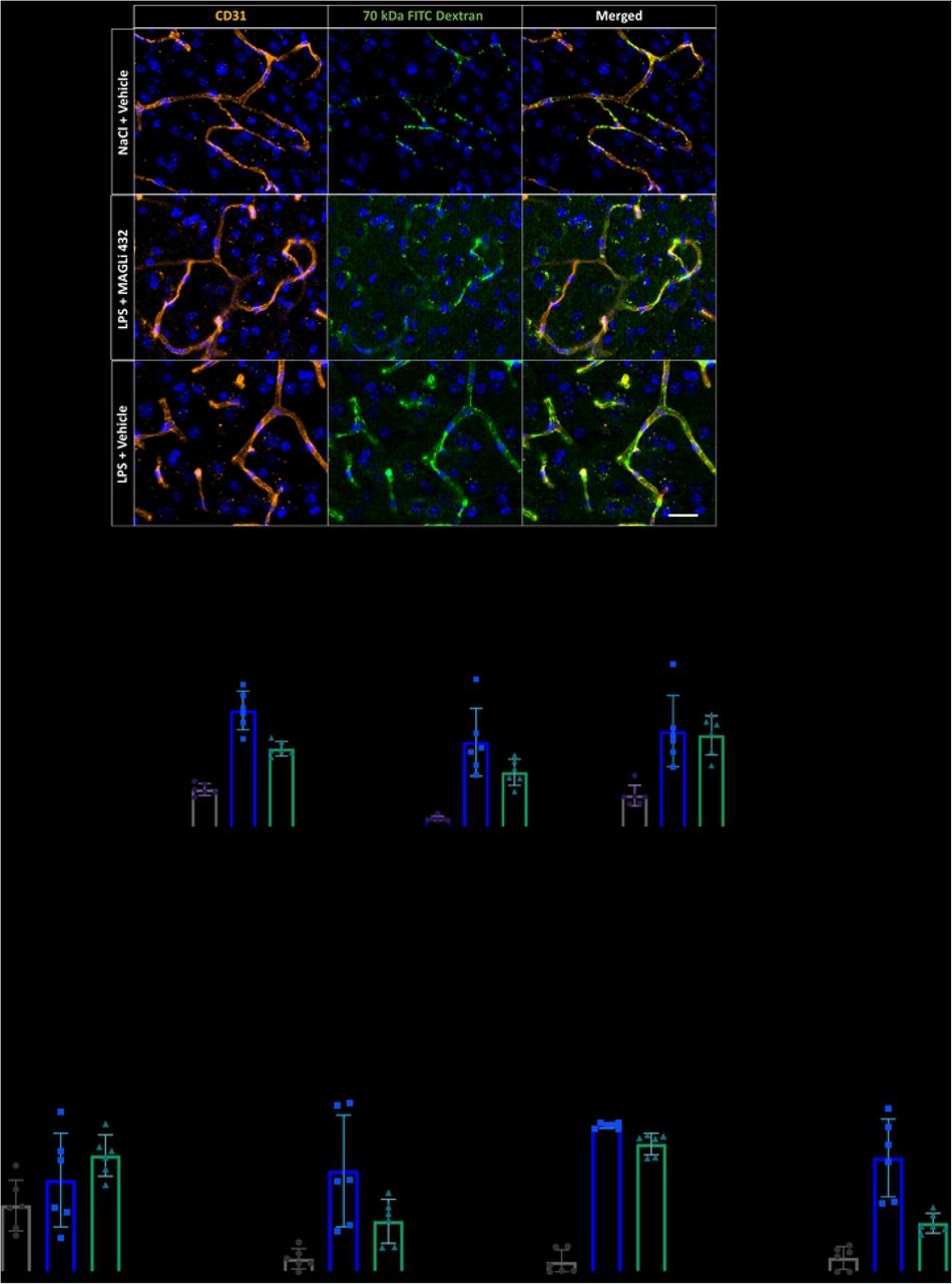 MAGLi 432 treatment after LPS challenge does not reduce BBB permeability and inflammatory cytokine expression in the cortex.(A) Immunofluorescence micrographs of 100-μm cortical sections from mice (n = 6) injected with 70-kDa FITC-dextran following LPS challenge and treatment (Fig. 3A) stained with an anti-CD31 (PECAM-1) antibody (orange) to label blood vessels and DAPI as a nuclear stain (blue). The experiment revealed no decrease in vascular permeability after exposure to MAGLi 432 compared to the LPS-only group (scale bar = 20 μm). (B) Assessment of vascular permeability by measuring fibrinogen extravasation in plasma and cortical brain lysates (n = 6, normalization to total protein determined with a BCA assay). (C) Relative expression of IL-6, IL-1β, LCN2 and TNF genes assessed by droplet digital qRT-PCR. Gene expression was normalized to absolute gene expression levels per sample. Values represent results from two separate experiments. One-way ANOVA was used to compare the mean of each treatment group with the mean of every other group (n = 6, ns = not significant, *p < 0.1, **p < 0.01, ***p < 0.001, ****p < 0.00001).