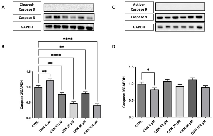 Western blot analysis of caspase-3 and caspase- 9 was performed on NSC-34 cells treated with increasing concentrations of CBN (5–100 µM) for 24 h. (A) Representative Western blot images showing protein expression of caspase-3 and GAPDH (loading control). (B) Densitometric quantification of caspase-3 expression normalized to GAPDH. A significant decrease in caspase-3 levels was observed at all concentrations of CBN, suggesting reduced apoptotic signaling. (C) Representative blots of active caspase-9, total caspase 9, and GAPDH. (D) Quantification of caspase-9 normalized to GAPDH showed a modest but significant decrease at 5 µM of CBN. Data are presented as the mean ± SEM from no fewer than three independent experiments. Asterisks (*) indicate p value: * p < 0.05; ** p < 0.01; and **** p< 0.0001, respectively.