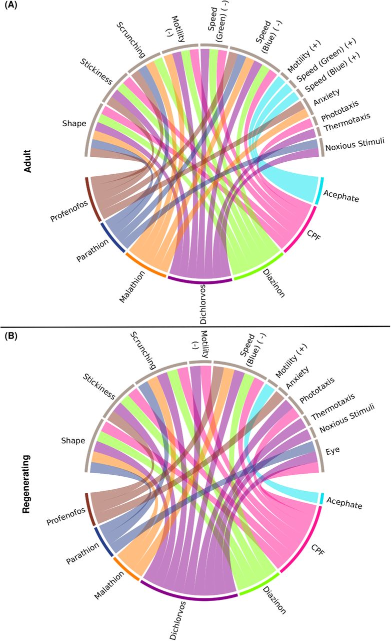 Connections between individual OPs and classes of endpoints.Interaction of the 7 OPs with the different endpoint classes for (A) adult and (B) regenerating planarians. Connections were made if the OP caused a hit at either day 7 or 12 at any tested concentration. Effects on speed in the dark period, resting, or locomotor bursts were combined into the “Motility” category. Speed(B): speed in the blue period, Speed(G): speed in the green period, PT: Phototaxis, NS: noxious stimuli. For endpoints that had effects in both directions, the BMCs are separated by either the positive (+) or negative (-) direction.
