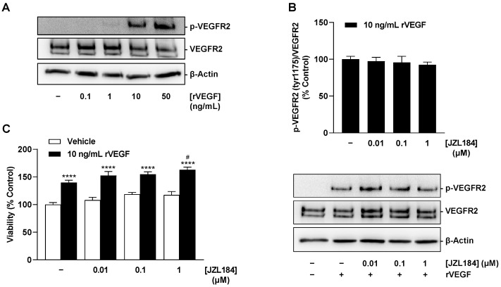 Concentration-dependent effect of rVEGF-165 on VEGFR2 phosphorylation at residue 1175 (A), effect of JZL184 on rVEGF-induced VEGFR2 phosphorylation (B) and viability (C) of HUVECs. In (A), HUVECs were stimulated with rVEGF at the indicated concentrations for 5 min. In (B), HUVECs were pre-incubated with JZL184 at selected concentrations for 6 h, followed by stimulation with recombinant VEGF-165 (10 ng/mL) for 5 min. In (C), viability was determined using the WST-1 assay after 48 h of co-incubation of rVEGF-165 and JZL184. Western blot images are representative of each experiment. All percentages shown refer to vehicle-treated HUVECs set at 100%. Data are mean ± SEM of n = 4 (B) or n = 7–8 (C). In (A), a representative blot of a total of 2 experiments performed is shown. **** p ≤ 0.0001 vs. vehicle-treated HUVECs; # p ≤ 0.05 vs. rVEGF-165-stimulated HUVECs; one-way ANOVA with Bonferroni´s post hoc test (C). In (B), a significant effect of JZL184 was not identified as determined by one-way ANOVA with Dunnett´s post hoc test.