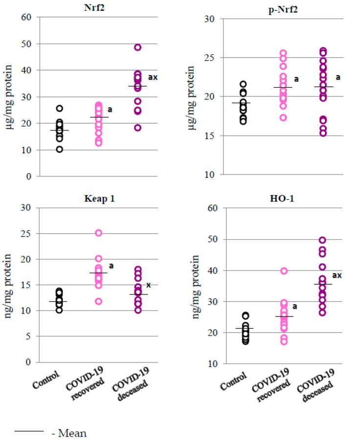 Levels of Nrf2, phosphorylated Nrf2 (p-Nrf2), and its inhibitor, i.e., Kelch-like ECH-associated protein 1 (Keap1), as well as heme oxygenase-1 (HO-1) observed in the granulocytes of recovered (n = 15) and deceased COVID-19 patients (n = 15), as well as persons from the control group (n = 15). The data points represent individual values per group: a—significantly different from control group, p < 0.05; x—significantly different from recovered COVID-19 patients, p < 0.05.